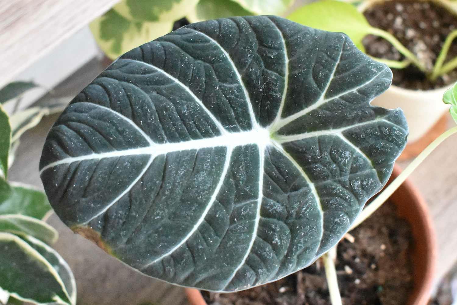 Alocasia Live Plant|| Indoor Tropical House Plant||African mask Plant||Indoor Exotic foliage for Home&Office Decor(pack Of-1 healthy plant With Pot) A-15-picture-20