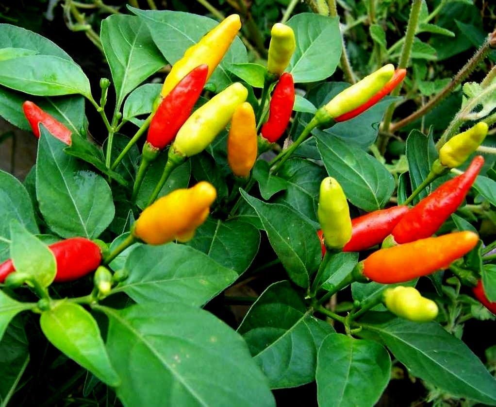 Tabasco Pepper Seeds, Chili Pepper Seeds, Heirloom Hot Pepper Seed, NonGmo 50ct