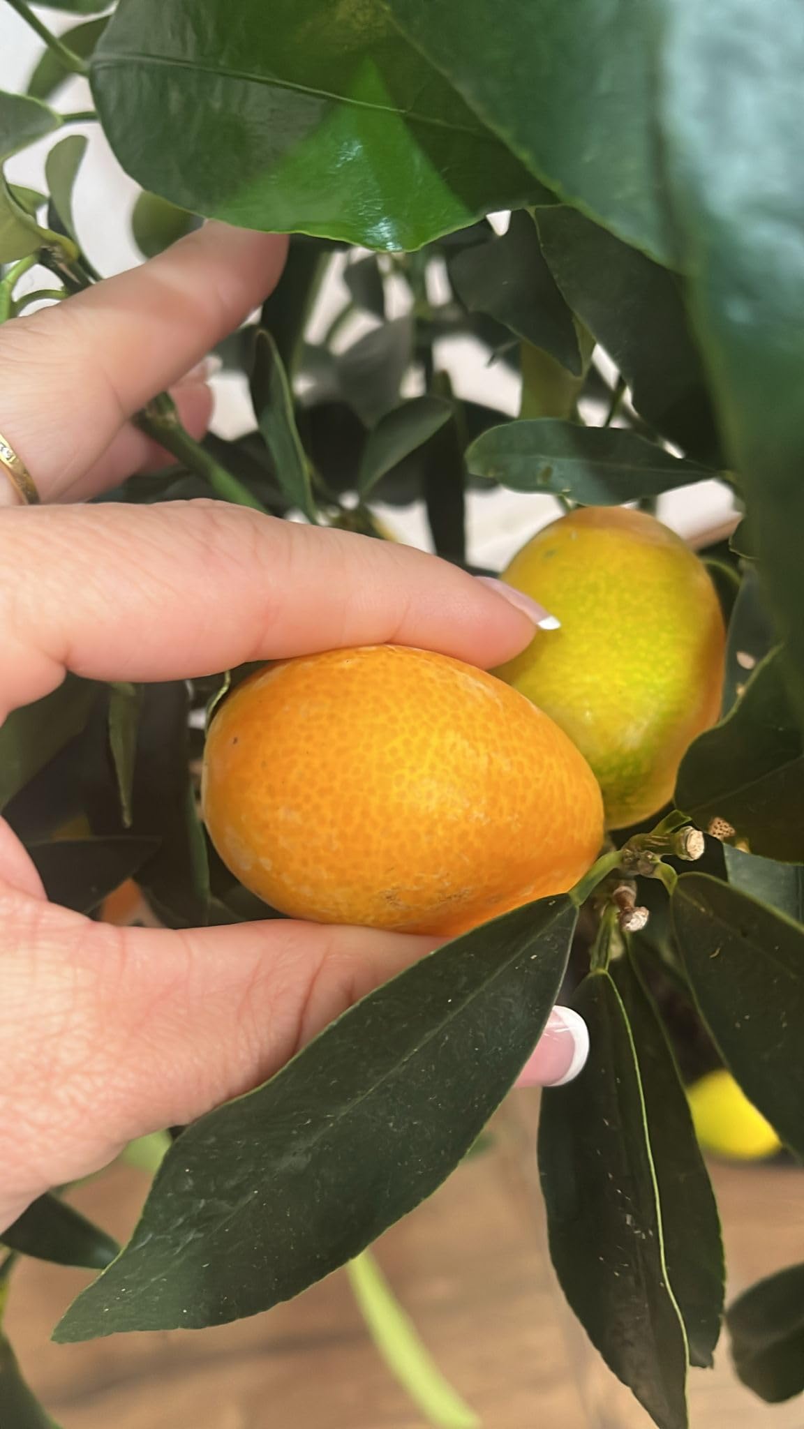 Árbol Kumquat Fortunella Margarita en Maceta - Cítrico Enano Natural (El naranjo enano, naranjo chino, naranja cherry o Kumquat) - Planta de Exterior para Terraza y Jardín