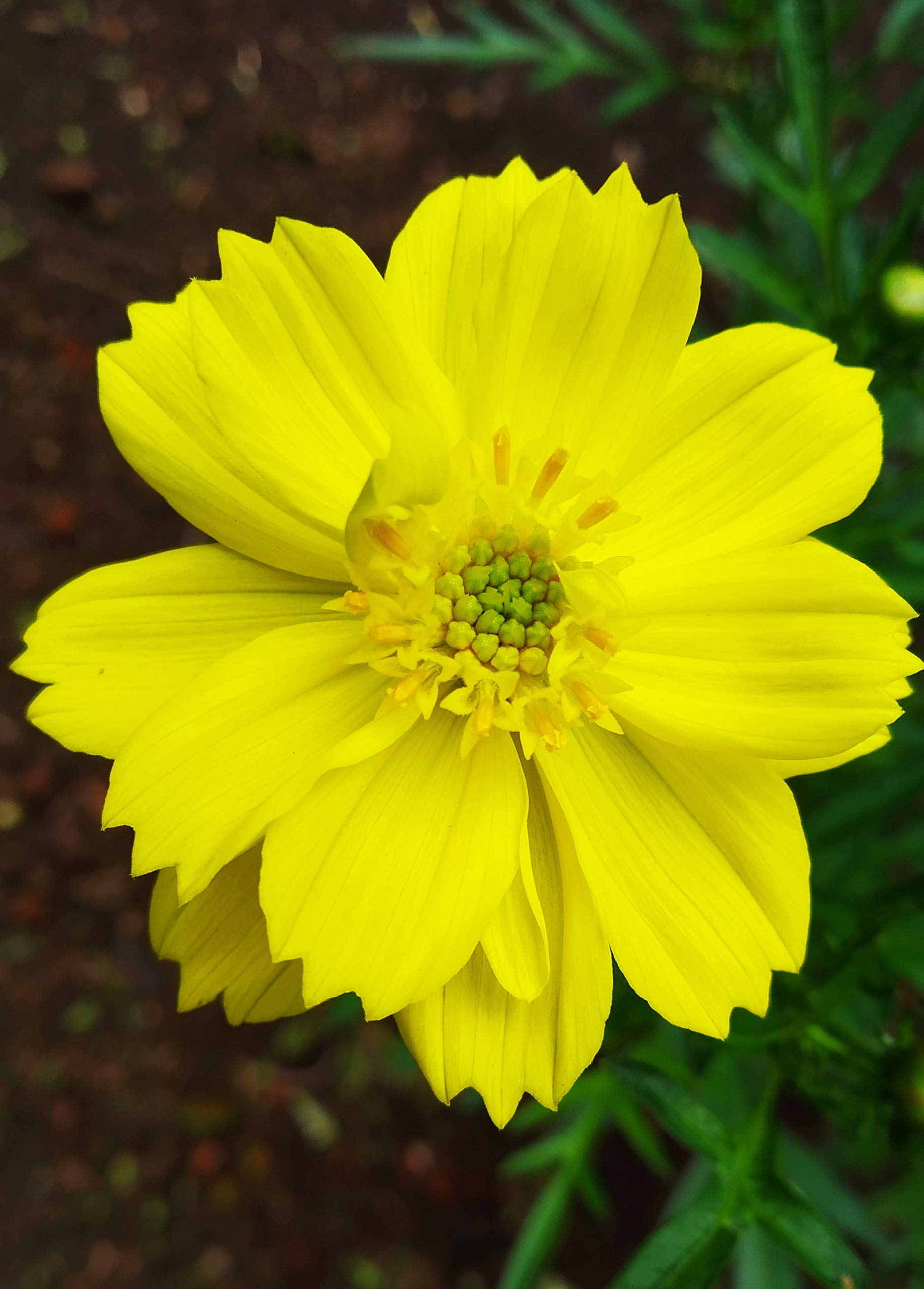 OL Seeds - Cosmos Yellow Seeds, Cosmos Flower Seeds (Pack of 25-30 Seeds) (B0BV3F5CKK) Amazon Price History, Amazon Price Tracker