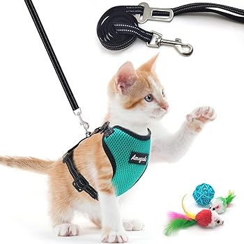 dog proof cat toys