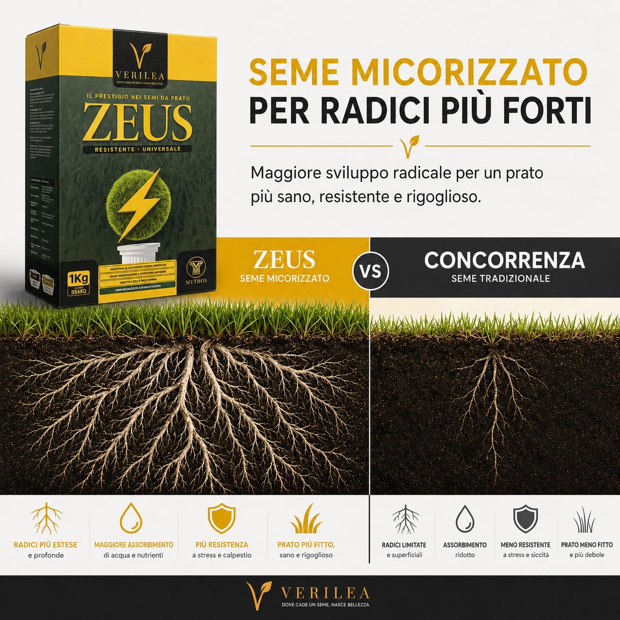 Verilea ZEUS - Semi da Prato Universale Micorrizzati, Miscela Resistente a Bassa Manutenzione, Festuca, Lolium e Poa Pratensis. (5 kg per 175mq)