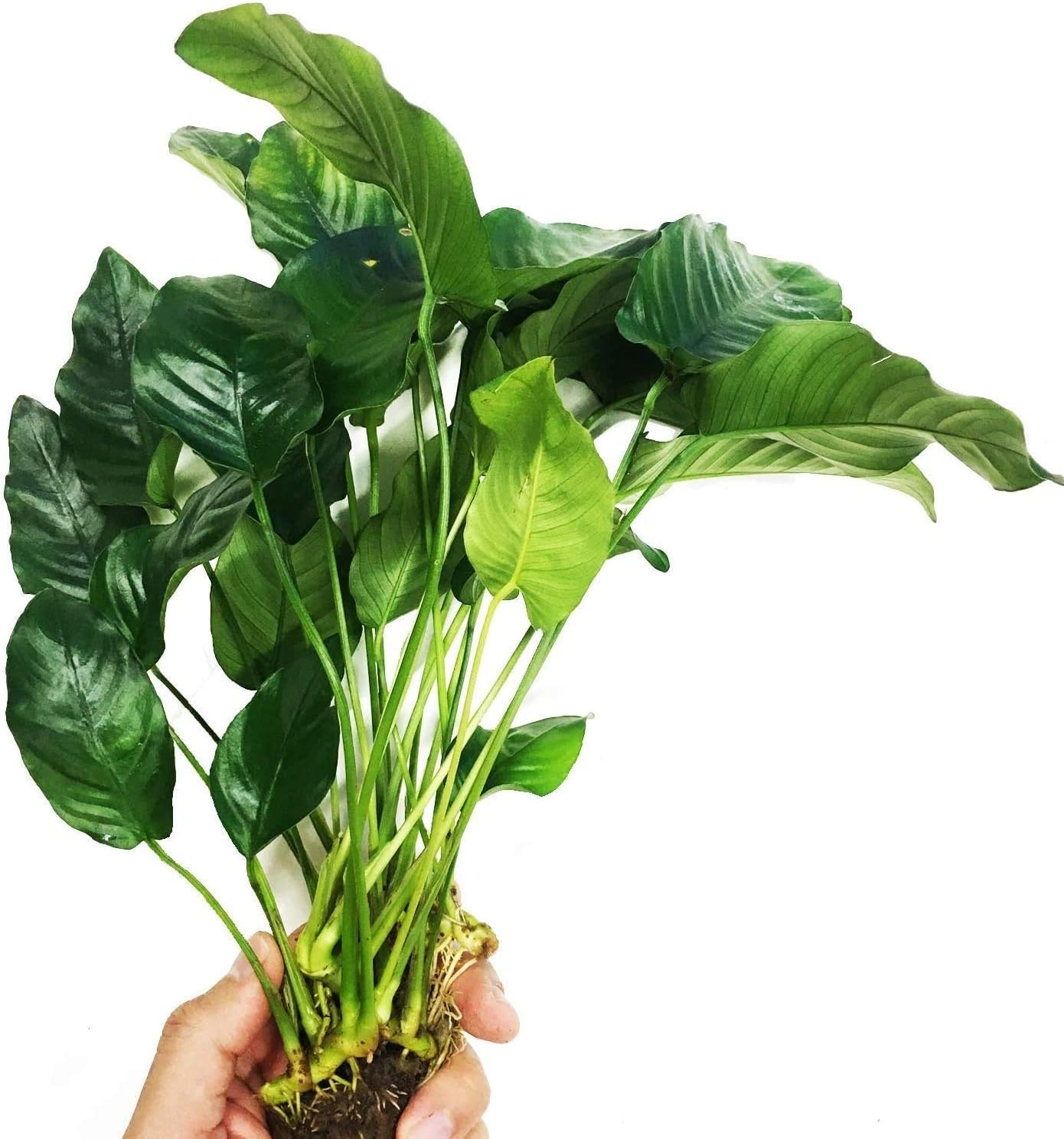 Anubias Nana Mothet Large Potted XXL Live Aquarium Plant Decorations