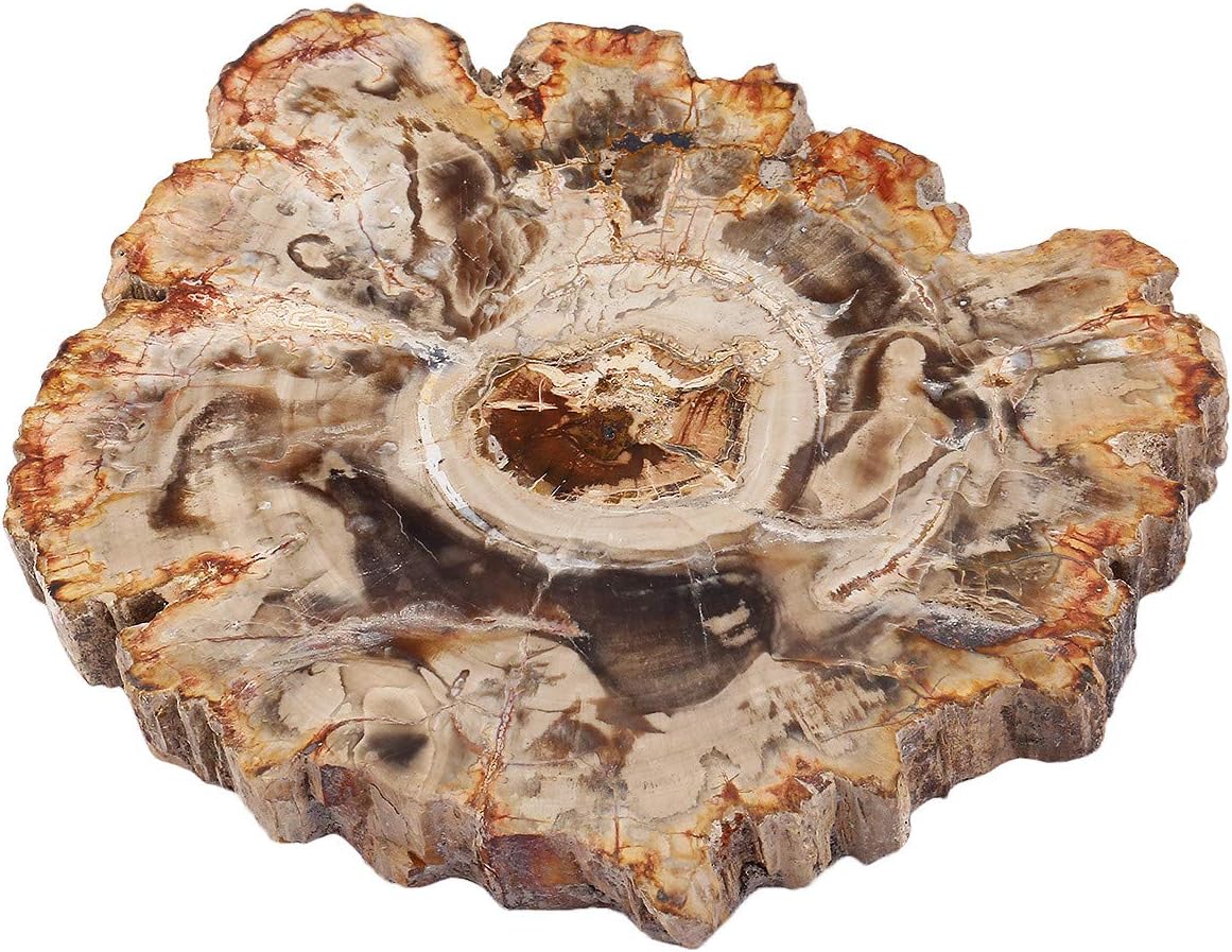 mookaitedecor Natural Petrified Wood Slab Stone Tree Specimen Slice for Reiki Healing Home Decoration Irregular Shape 3.3-4.7 Inch