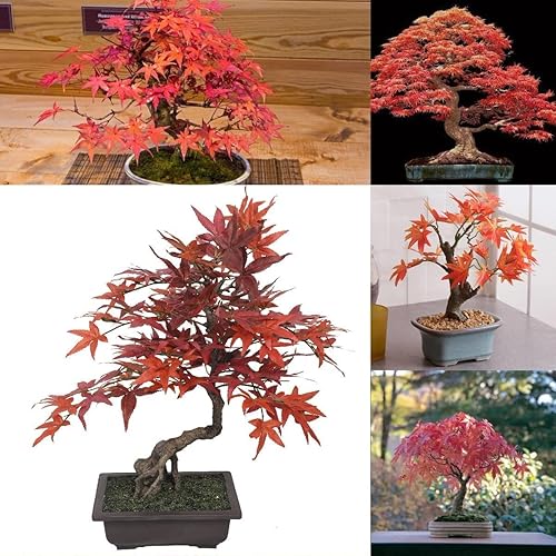 Miniatura 2 de Semillas de árbol de bonsái de arce rojo japonés | Más de 30 semillas | Muy apreciadas para bonsái, semillas de árbol de arce japonés