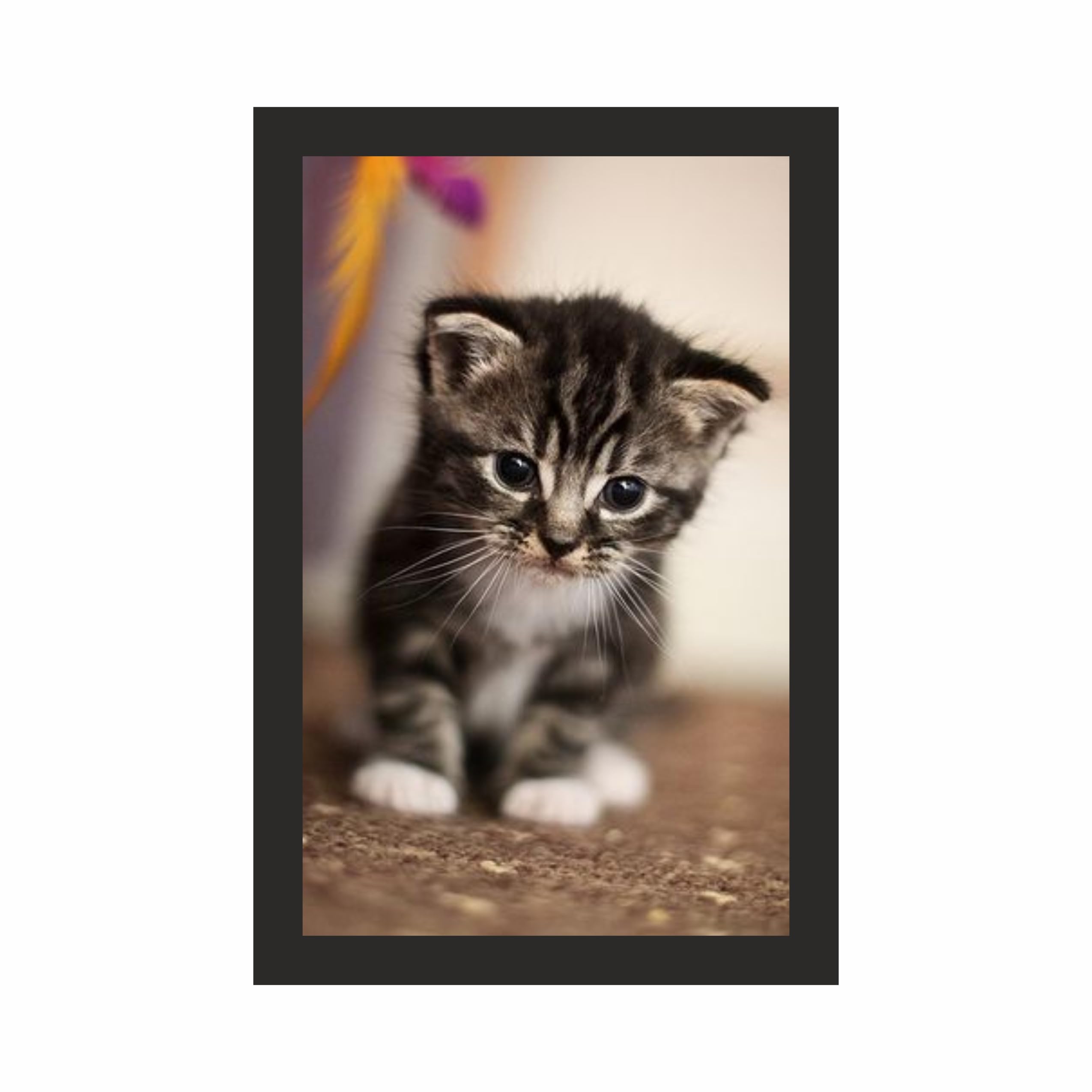 Cute Baby Kitten Wall Art Frame 12x18 Inch