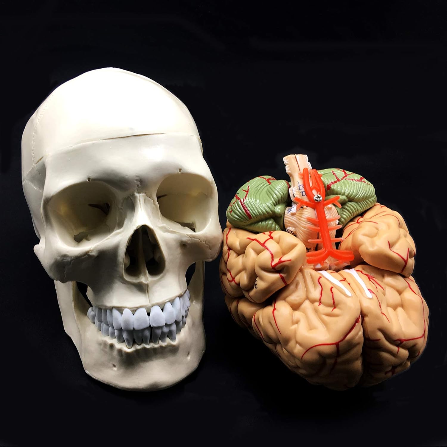 XINDAM Human Skull with Brain Anatomical Model 8-Part Life-Size Anatomy for Science Classroom Study Display Teaching Medical Model