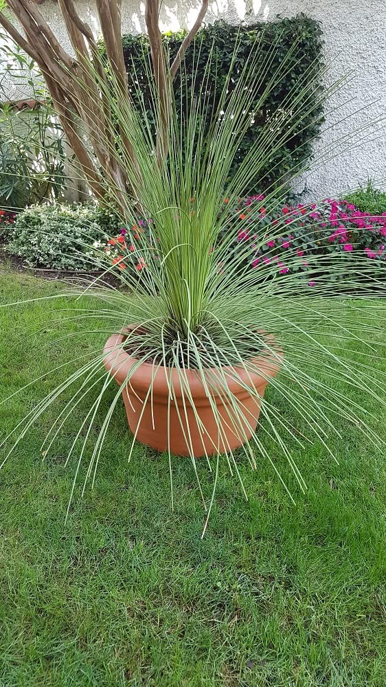 Garden Italia Vasi SUPER OFFERTA Vaso per piante Conca liscia ICNB Diam.55 cm – alt.30 – in resina colore terracotta - Made in Italy - antiurto - leggero
