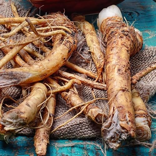 Horseradish Crown Root Plant, Horseradish Crowns to Plant, Planting Size Roots, No HI