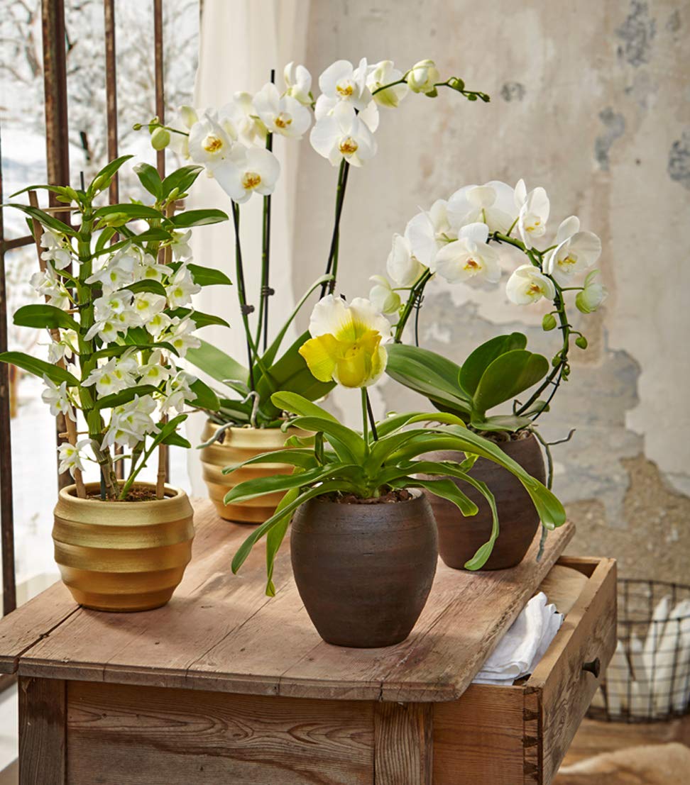 Dehner Traubenorchidee, ppige weie Blten, ca. 40-50 cm,  Topf 12 cm,  Zimmerpflanze : Amazon.de: Garten