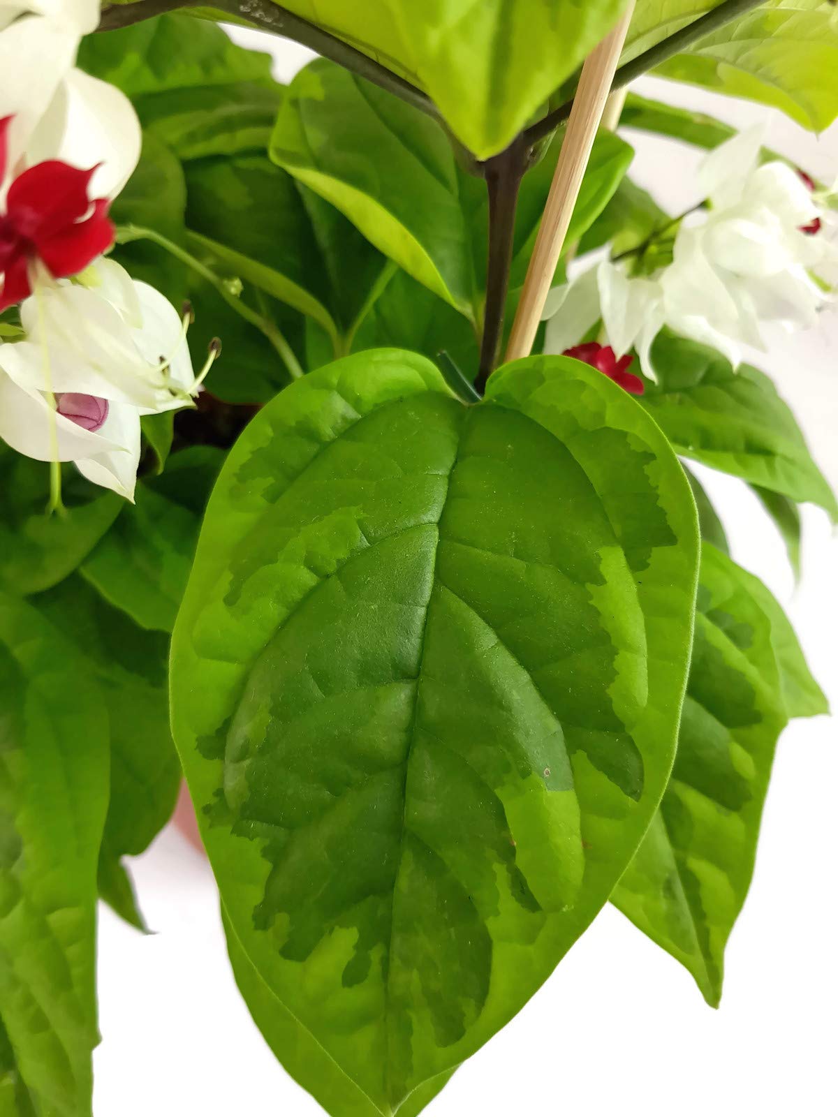 grün weiße zimmerpflanze Syngonium 