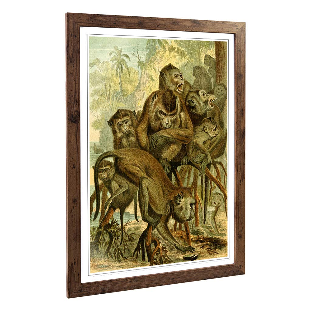 Big Box Art Framed Print of Vintage Brehms Tierleben 1893 Macaque Design | Wall Art Picture | Home Decor for Kitchen, Living Room, Bedroom, Hallway, Walnut, A2 / 24.5x18 Inch / 62x45cm