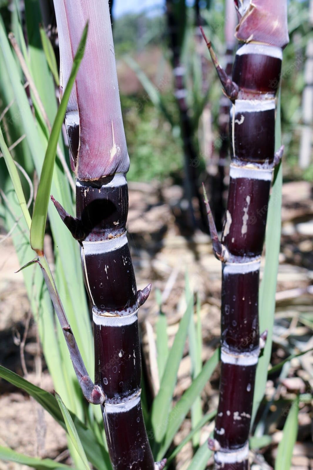 THE GREEN VIEW GARDEN Sweet Sugarcane Hybrid live fruit plant height 2FEET+ (pack of 1) per sugarcane thickness 6 to 7 inch when it grow (B0CH3LC3TB) Amazon Price History, Amazon Price Tracker