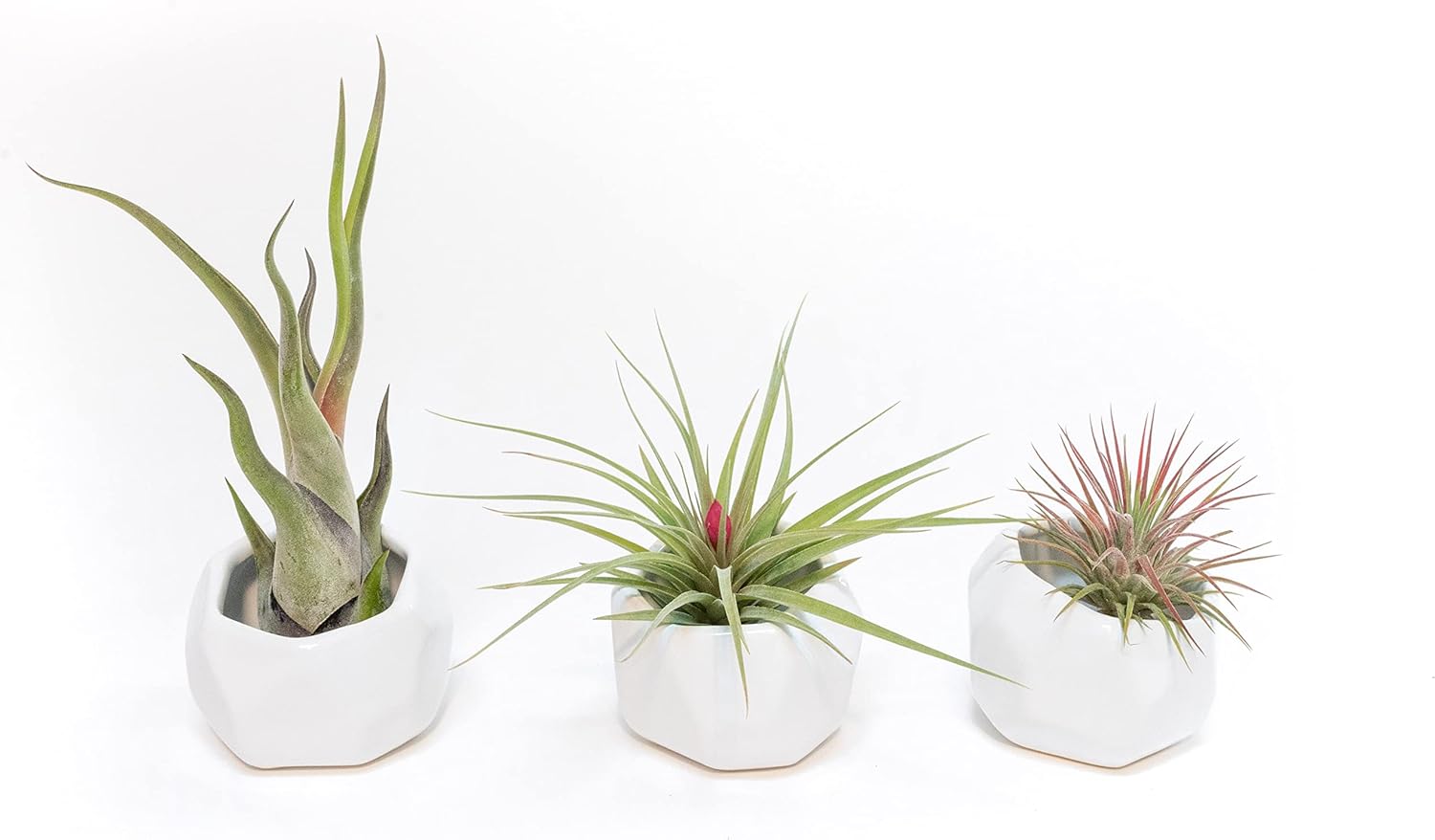 Air Plant Shop White Geometric Holder Sets of 3 with Mixed Air Plants- Wholesale and Bulk - Succulents - Live Tillandsia - Easy Care Indoor and Outdoor House Plants