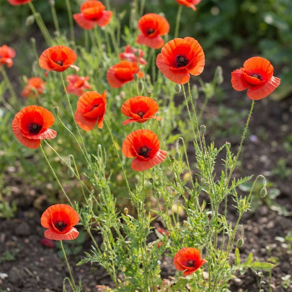 Wild Flower Seeds Butterflies & Bees 80/20 Mix – Pollinator Friendly Meadow Mix – Annual & Perennial Flower Seeds – Attract Bees & Butterflies