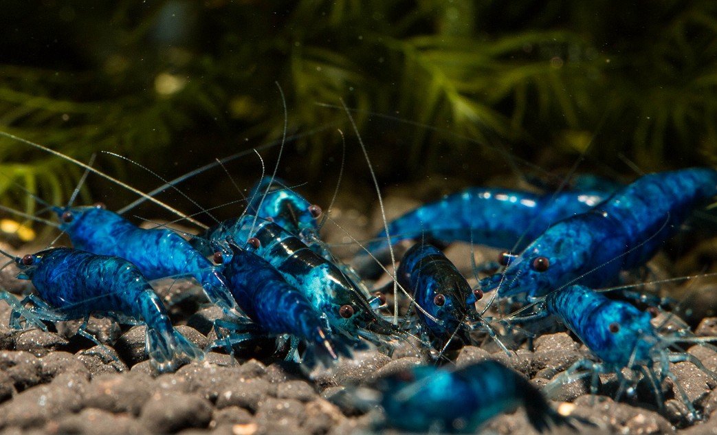 Blue Diamond Zwerggarnele (DNZ), 10 Stück