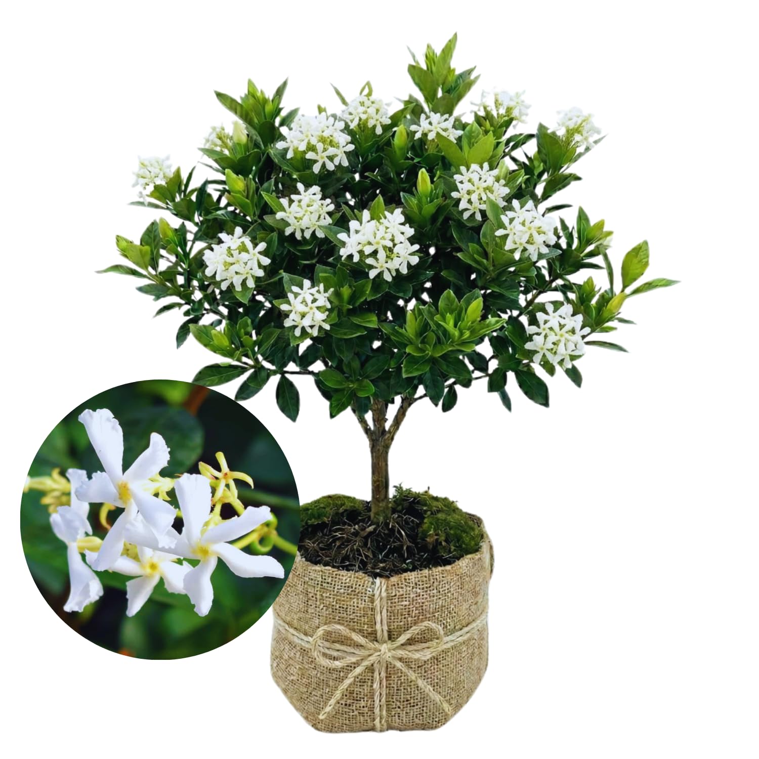 Amazon.com : 2 Jasmine Plants Live, Climbing Jasmine Flower Plant