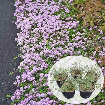 Amazon.co.jp: 《 クリーピングタイム 苗 》 グランドカバー