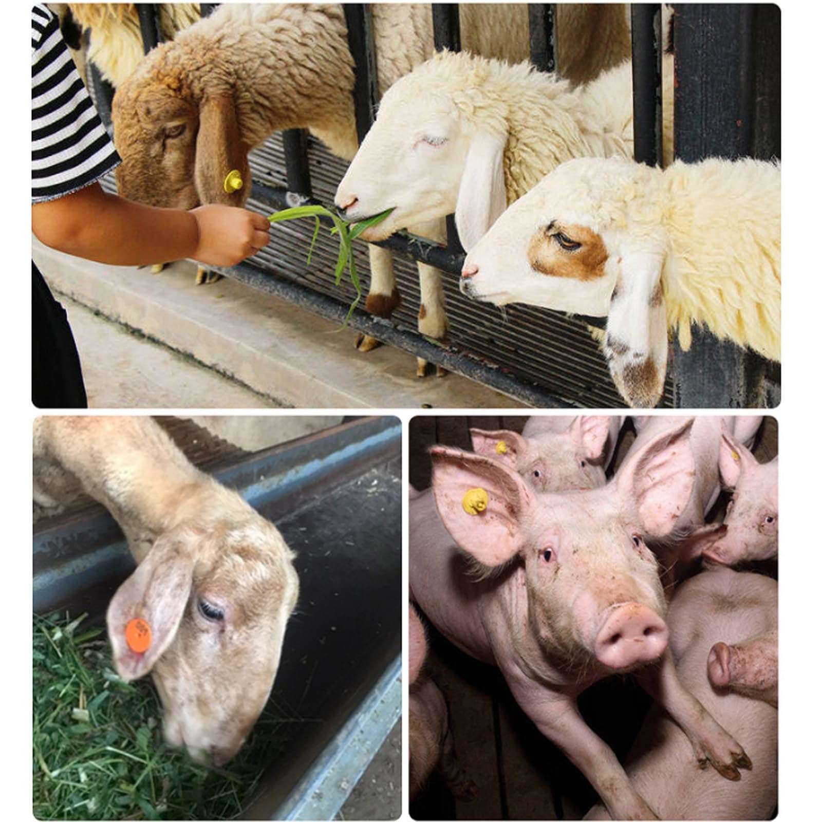 Alicates eléctricos inalámbricos para Colocar Crotales en bovinos y porcinos – Batería Recargable de 2000 mAh, Herramienta Universal para marcar Las Orejas de Animales de Granja