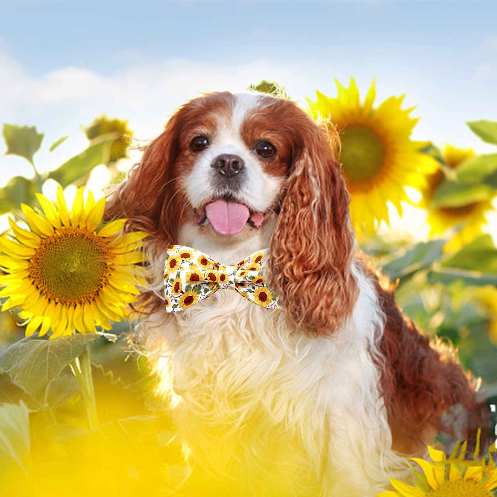 Lionheart Glory Hundehalsband Mit Blumendruck – Baumwolle, Verstellbar, Weich, Größen XS–L, Für Große & Kleine Hunde