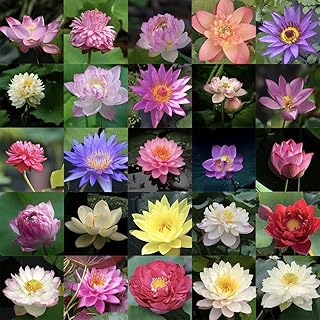 30 Pcs Mixed Bonsai Lotus Flower Seeds Mixed Color Water Lily Flower Plant Fresh Garden Seeds,for Growing Seeds in The Gar...