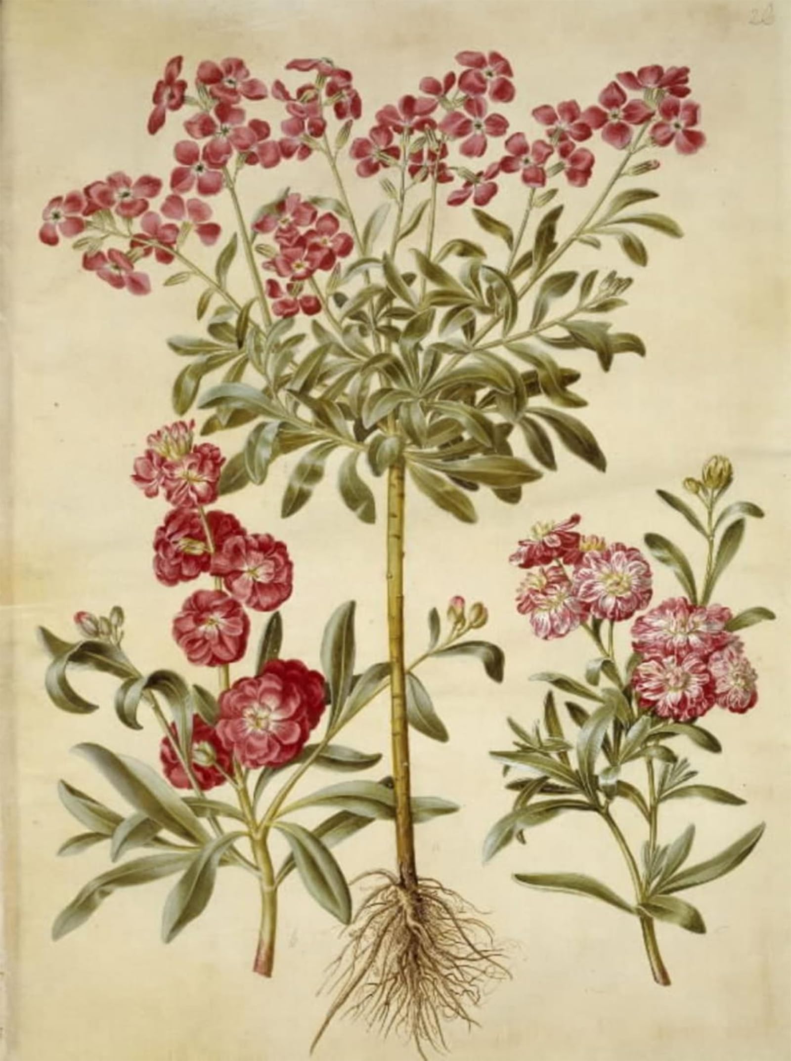 ARTXLXXBN Famous Prints Artwork Pictures Poster Painting Art Matthiola Incana by Hans Simon Holtzbecker Artwork Landscape Pictures for Home Decor 60x90cm
