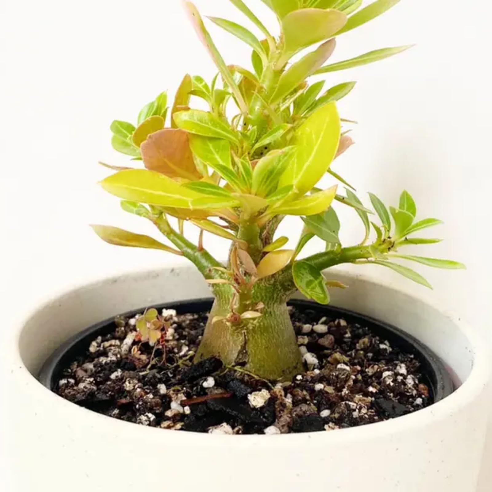 Bulbi di rosa del deserto Sani e Perfetti per Casa e Giardino-4 tubero-A