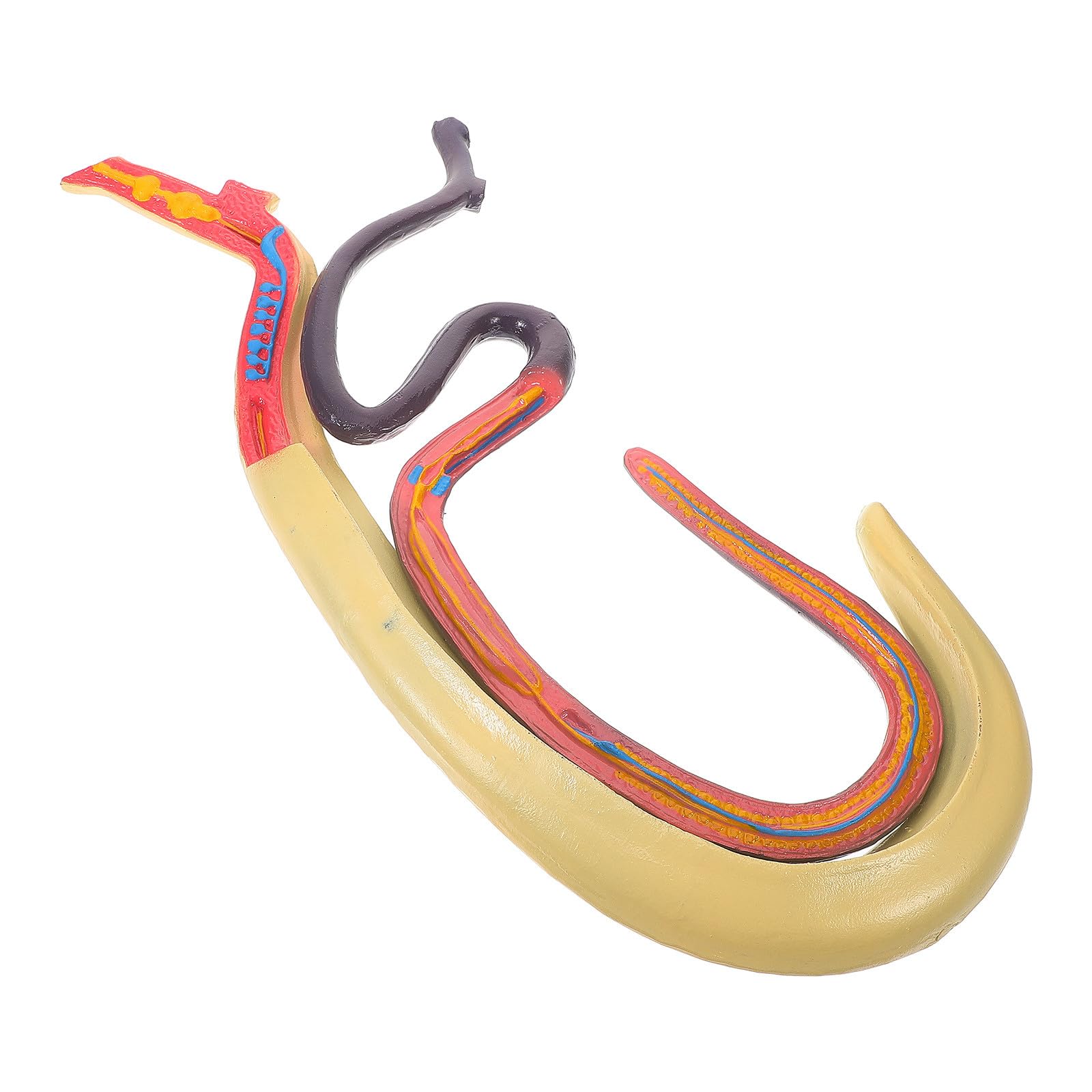 Ciieeo Modèle Anatomique de Schistosome Détachable en Plastique, Facile à Observer et Étudier, pour L'enseignement en Classe de Biologie Recherche en Laboratoire