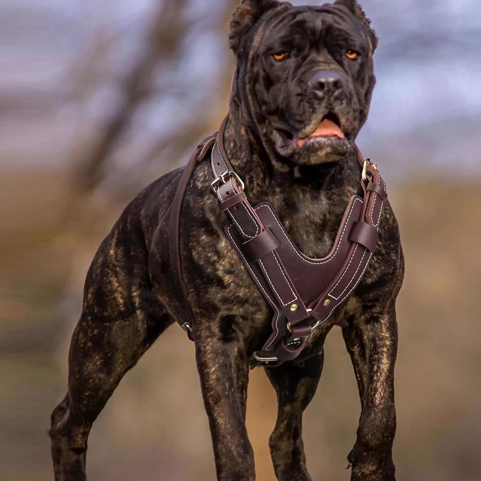 Arnés para Perros De Cuero con Anillos En D Y Hebillas Ajustables Arnés para Mascotas De Uso Pesado Ajustable para Perros Grandes Ideal para Caminar, Entrenar Y Actividades Diarias