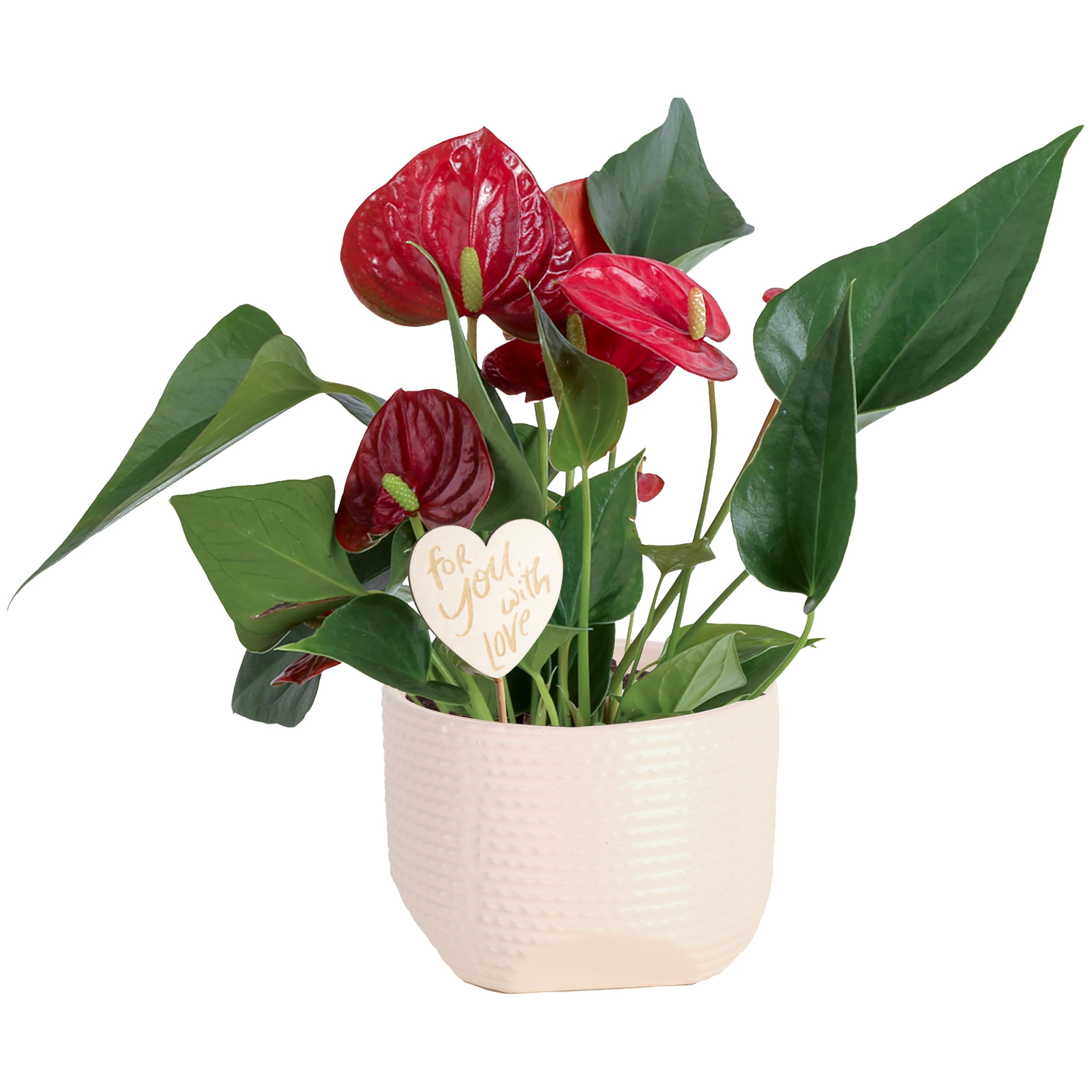 その他観葉植物 Anthurium amazon force Amazon.com : Costa Farms Anthurium, Live Indoor Plant, Easy Care
