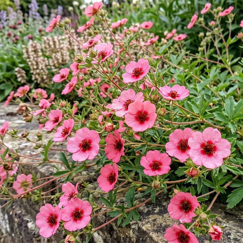 Bedwen Potentilla 'Miss Willmott' 5cm Plant x2 โ Hardy Perennial Cinquefoil with Cherry-Pink Flowers for Herbaceous Borders, Cottage Gardens & Patio Pots
