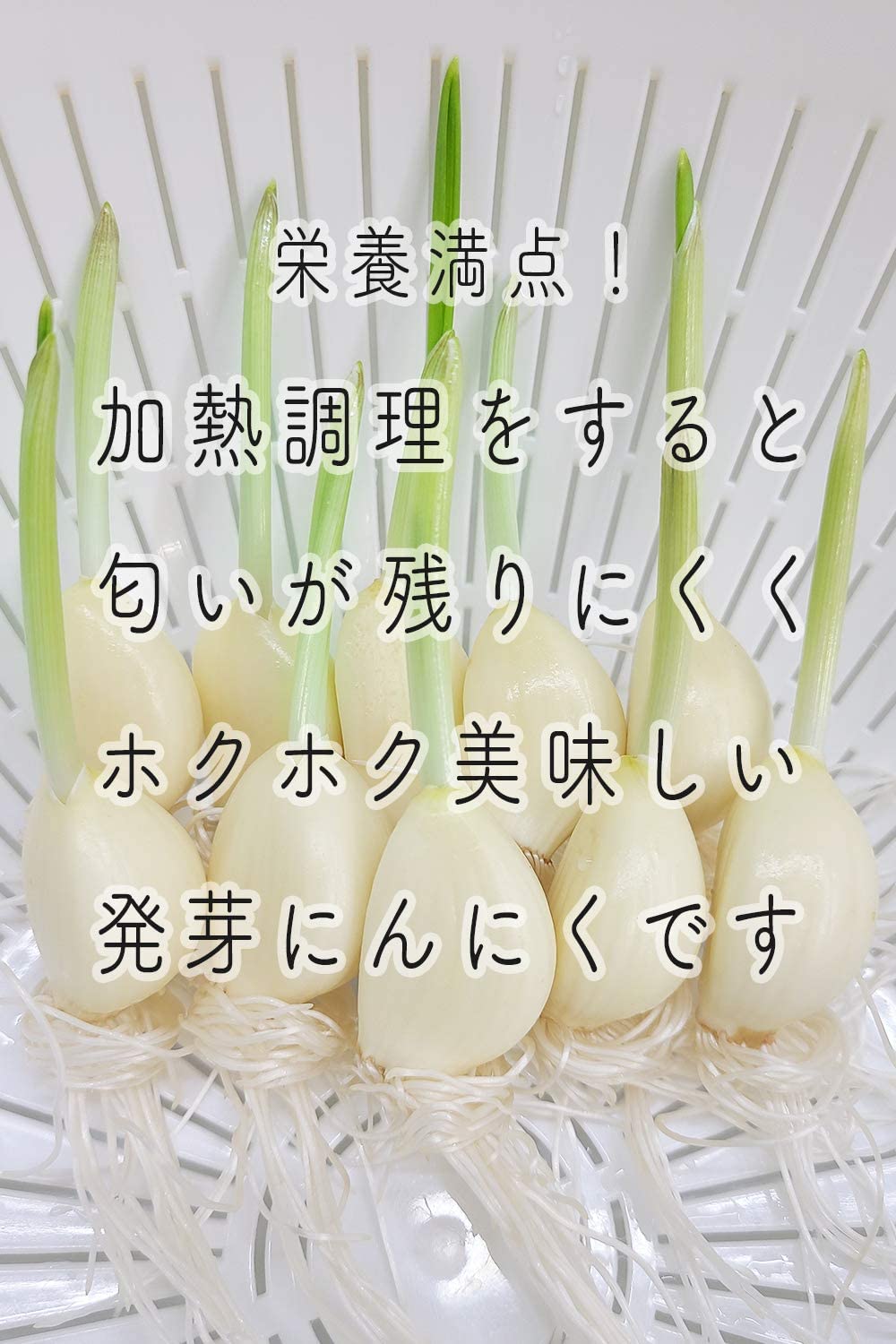 Amazon.co.jp: 発芽にんにく 水耕栽培 国産 500g スプラウトにんにく