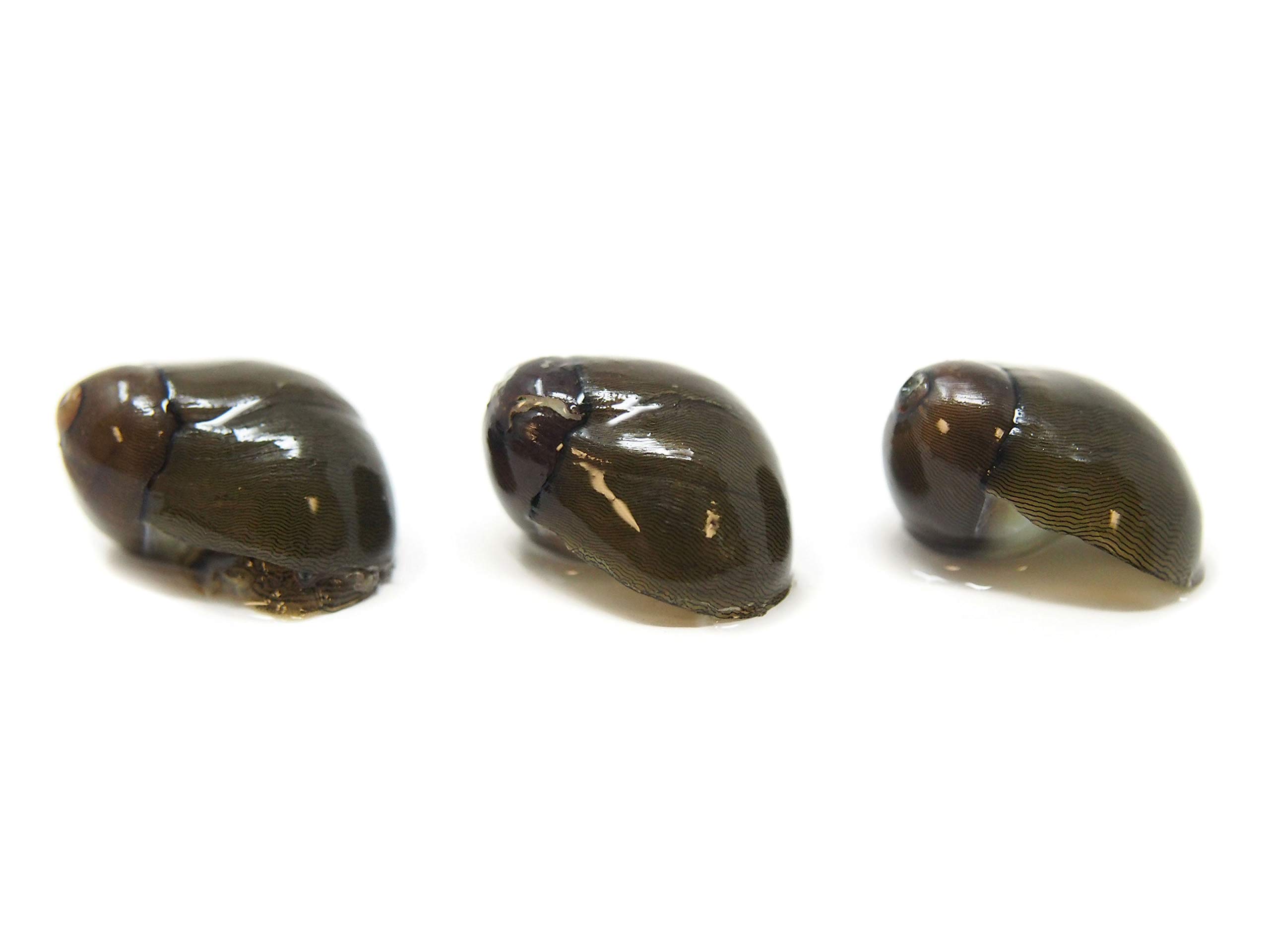 Aquatic Arts 20 Tiger Eye/Olive Nerite Snails | Freshwater Aquarium Snail | Glass Scraper/Scrubber | Nano Tank Decorations