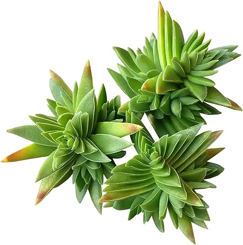 Plantas suculentas Crassula vivas, plantas suculentas Crassula de 4 pulgadas totalmente enraizadas, suculentas de interior vivas de fácil cuidado