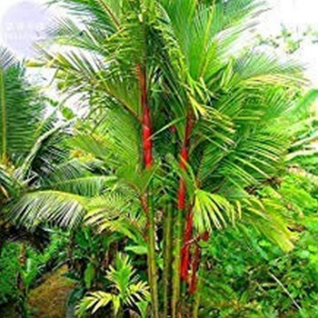 See full amazon price history chart for Creative Farmer Palm Tree Live Plant Rare Red Cyrtostachys Renda Seedling Thailand Ornamental () Exotic Plants Rajah Easy To Maintain (1 Live Palm Plant) (PLANT-99-REDPALM1027Bll@) Creative Farmer Palm Tree Live Plant Rare Red Cyrtostachys Renda Seedling Thailand Ornamental () Exotic Plants Rajah Easy To Maintain (1 Live Palm Plant) (PLANT-99-REDPALM1027Bll@) (B08P5TPMVS) Amazon Price History, Amazon Price Tracker