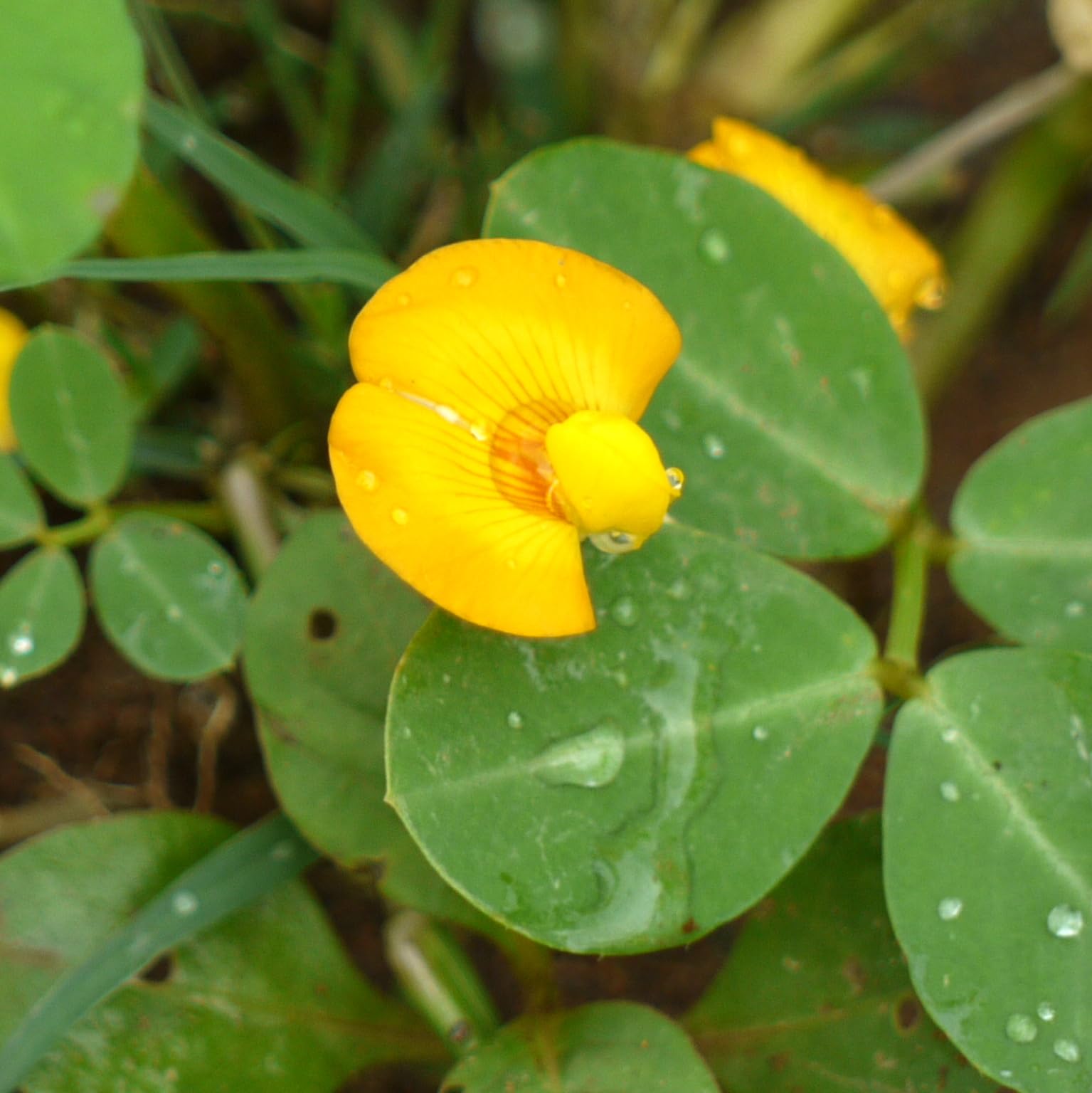 Vivai le Georgiche - Pianta vera di Arachis hypogaea Arachide, Nocciolina americana - vaso Ø 12 cm