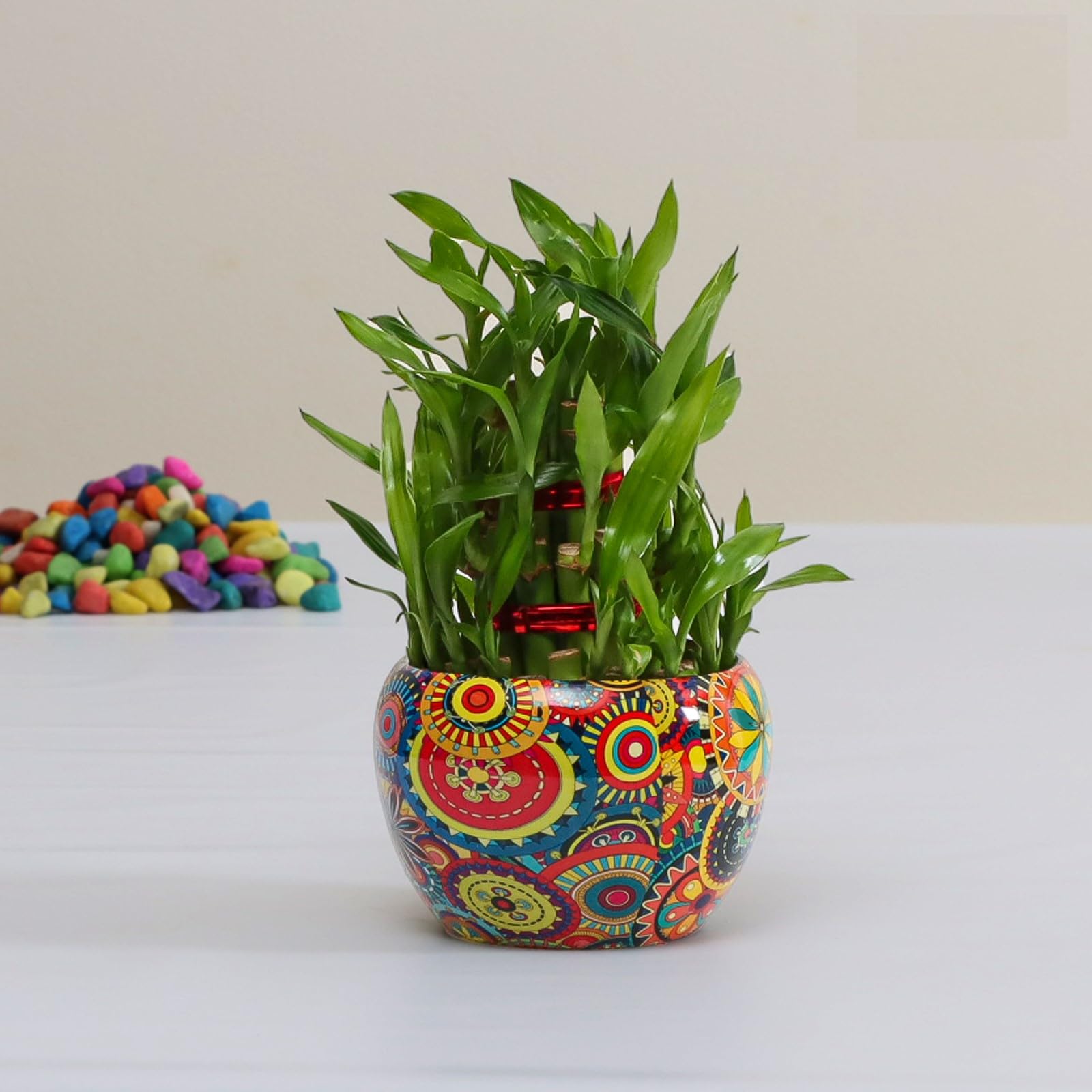 Flora Dlite 3 Layer Lucky Bamboo Plant in Metal Pot - Indoor Live Plant for Home Decor | Perfect Small Plant for Office Desk | Stylish Indoor Plant Pots for Living Room (Pack of 1) (B0D3FLZF7F) Amazon Price History, Amazon Price Tracker