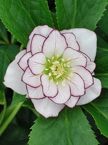 Perennial Farm Marketplace (Helleborus W.J. 'Fire and Ice') Perenne, 1 cuarto de galón, doble blanco con bordes de color rojo rosado