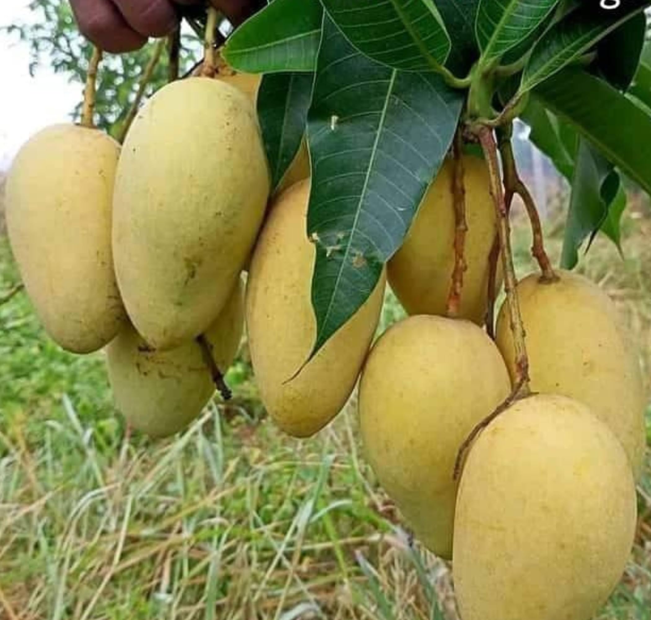 TreeGoo All Time Sweet Thai Katimon/Catimon Mango Plant – Hybrid Grafted, Fruits 3-4 Times a Year (B0D1YM3QZK) Amazon Price History, Amazon Price Tracker
