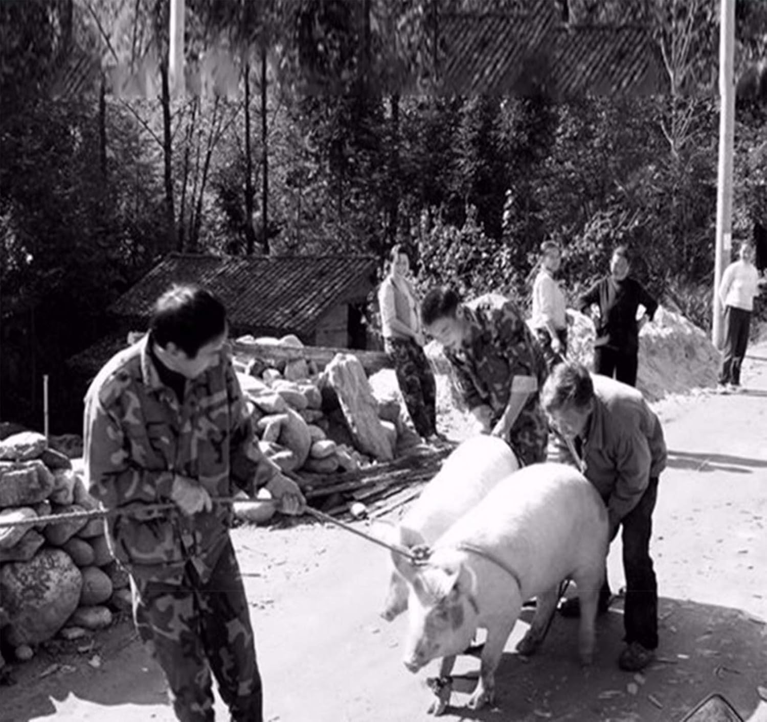 Palo de Seguridad para Ganado,Animal Electric Prod Hot Shock GanaderíA Granja Cerdo Ganado Seguridad Choque Prodder para Vaca Cerdo Ganado Cabras y Perro Grande,75CM