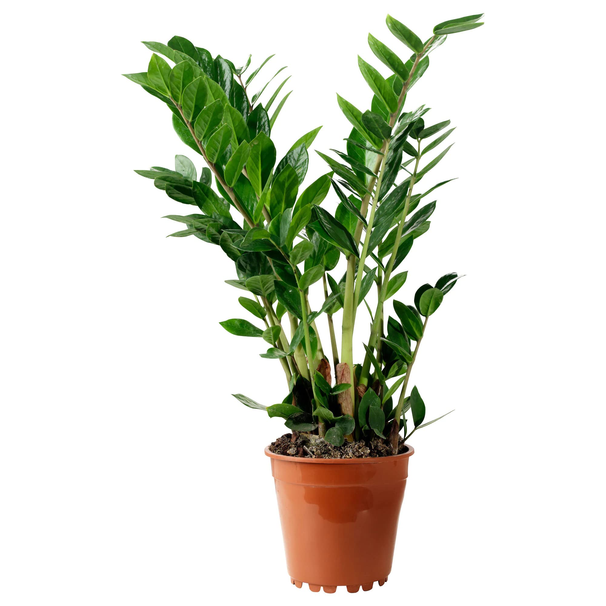 UGALOO Zamioculcas-ZZ Plant (Big) (B09Z2XZJL3) Amazon Price History, Amazon Price Tracker