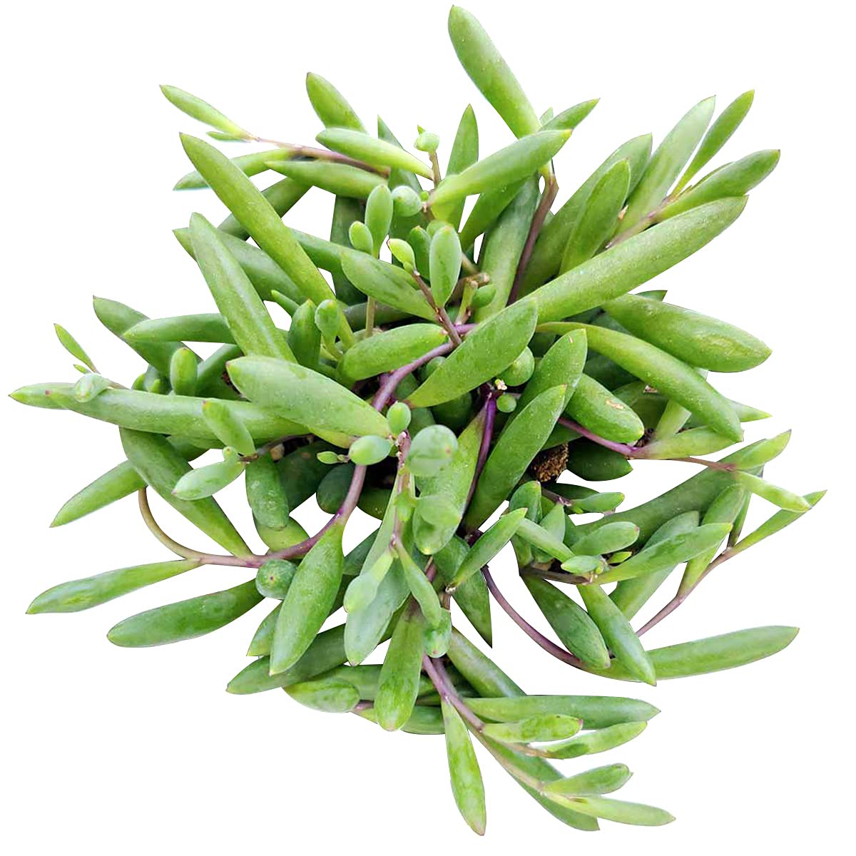 Othonna capensis Ruby Necklace Succulent (2'' + Clay Pot) | Live Healthy Succulent - Easy to Care Indoor Plant - Fully Rooted in 2/4/6 inch Sizes