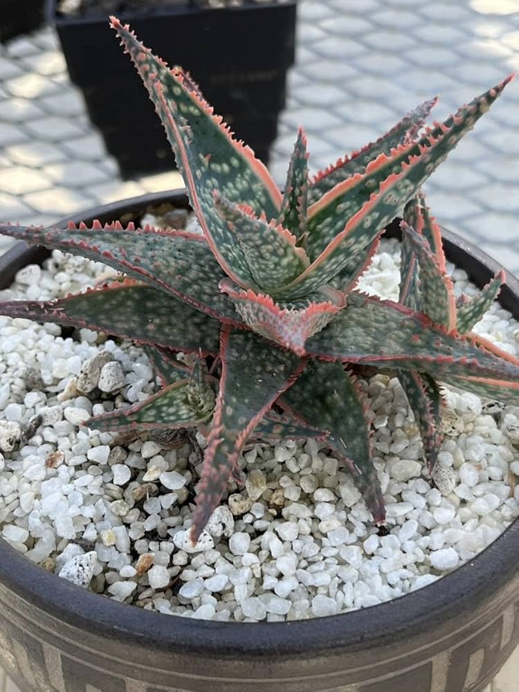 原種系アロエ　親株セット 原種系アロエ 親株セット アロエ ハイブリッド aloe hybrid S1590 親株