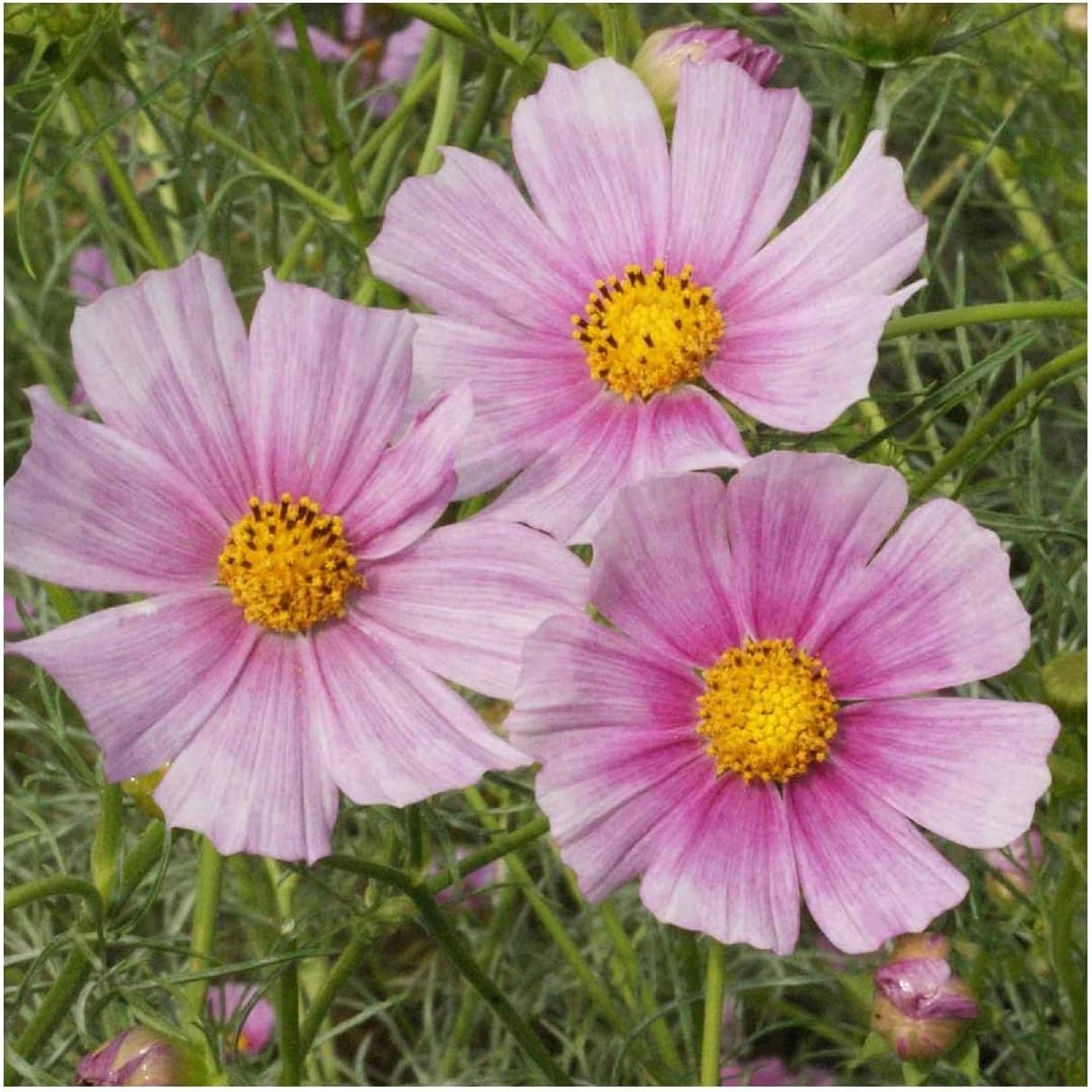Everwilde Farms - 1 Lb Daydream Cosmos Wildflower Seeds - Gold Vault