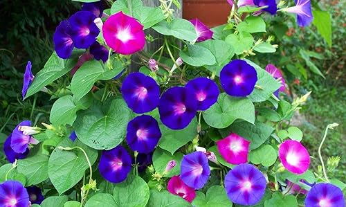 Miniatura 3 de Semillas Morning Glory Purple Mix Flower Anual al aire libre Jardín cortado para plantar sin OMG