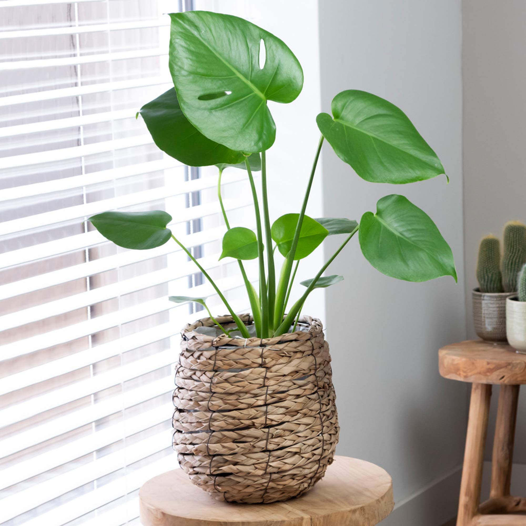 Unique Monstera Swiss Cheese Plant | Indoor Premium Plant Gift | (30-40cm Incl. Pot)