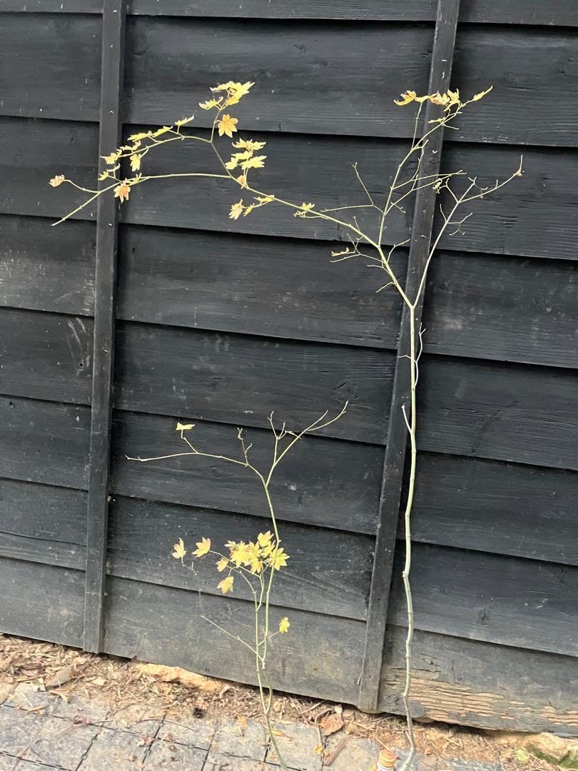 30 山採り コハウチワカエデ 【公式通販】