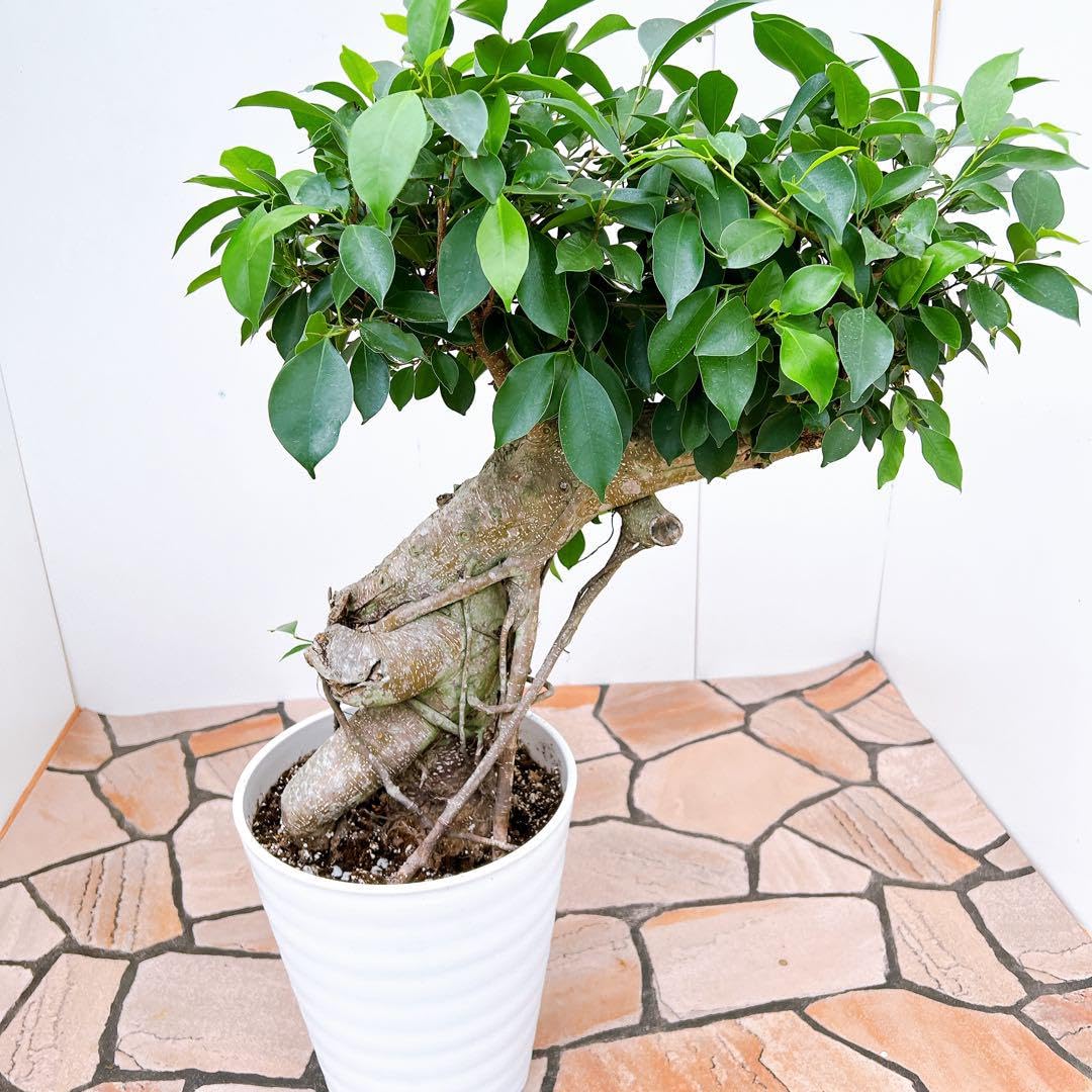 Amazon.co.jp: ガジュマル 尖閣ガジュマル センカクガジュマル