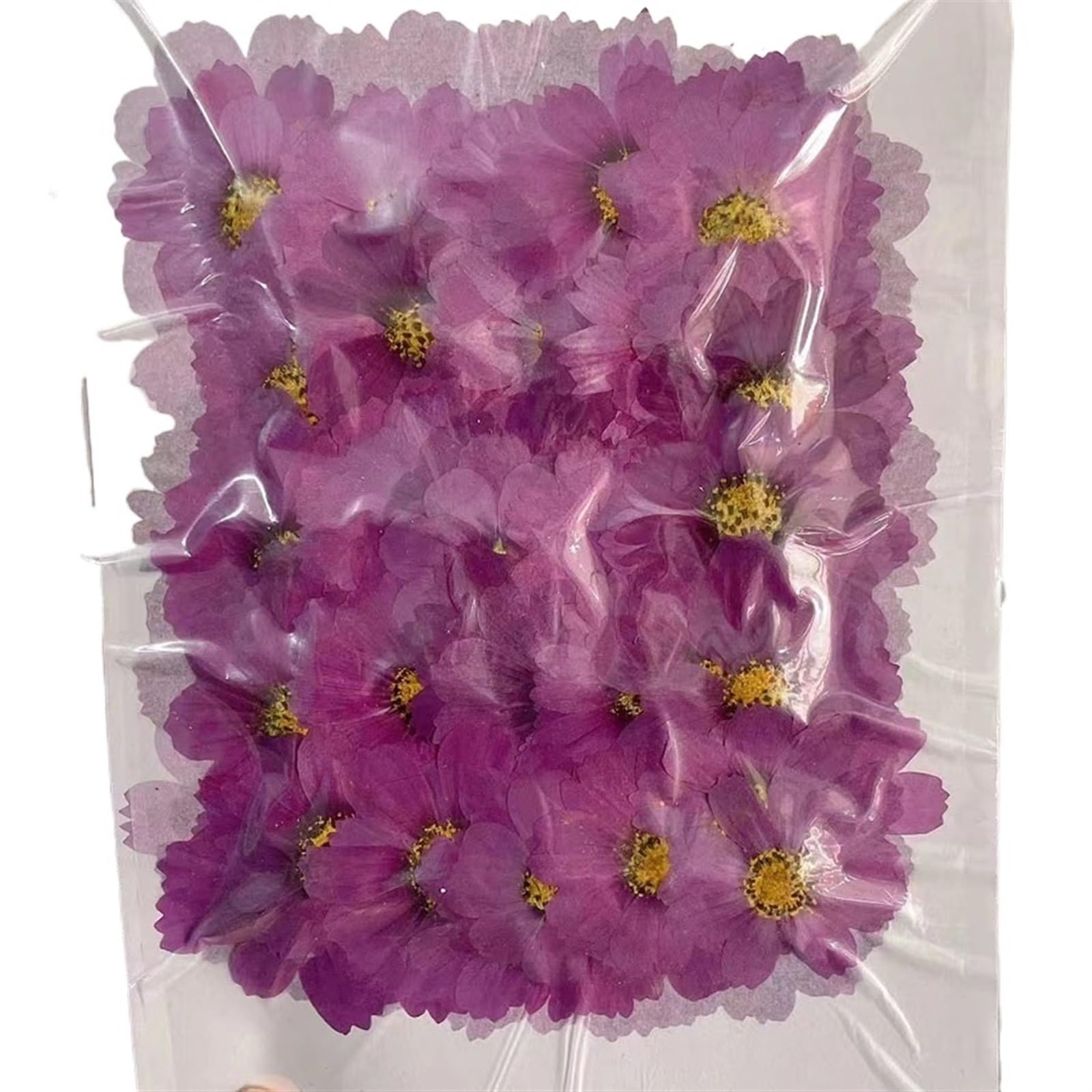 Fleurs Séchées Pressées Lot de 250 Fleurs séchées pressées 4 à 7 cm, herbier for Carte Postale, Cadre Photo, Bijoux, Marque-Page, Artisanat, Bricolage(Color-2)