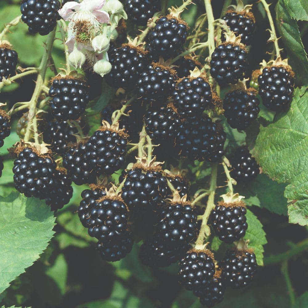 BlackBerry 'Loch Ness' Rubus fruticosus Thornless Upright Canes Heavy-Cropping Firm Glossy Fruits 2 x 2L Potted Plant Hardy Edible Fruit Bush by Thompson and Morgan